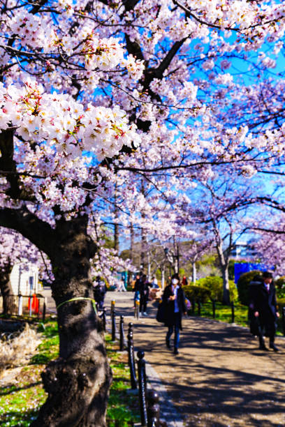 istock Spring Ueno in Tokyo Japan 1140398156