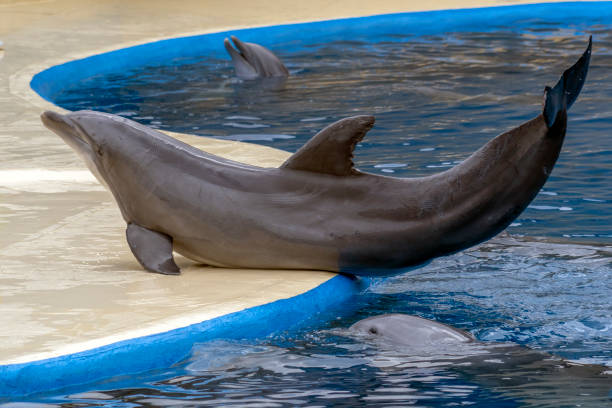 istock aquarium dolphin during the show 1140398748