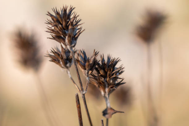 vagem secada da semente da flor velha com fundo liso. - fossil fuel - fotografias e filmes do acervo