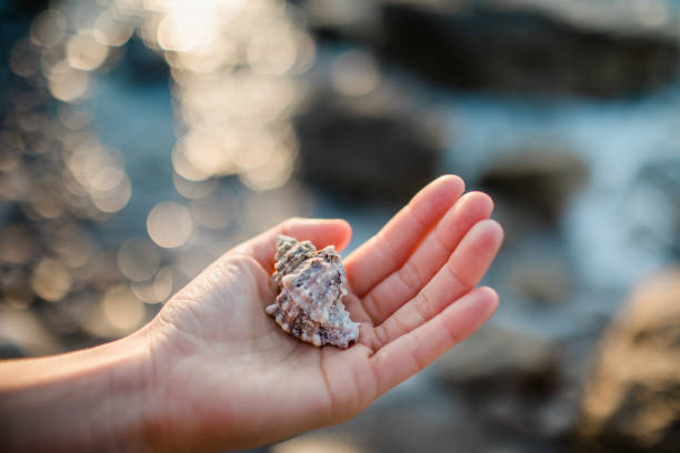 istock Sea shells in hand on the beach at sunset. 1140399510