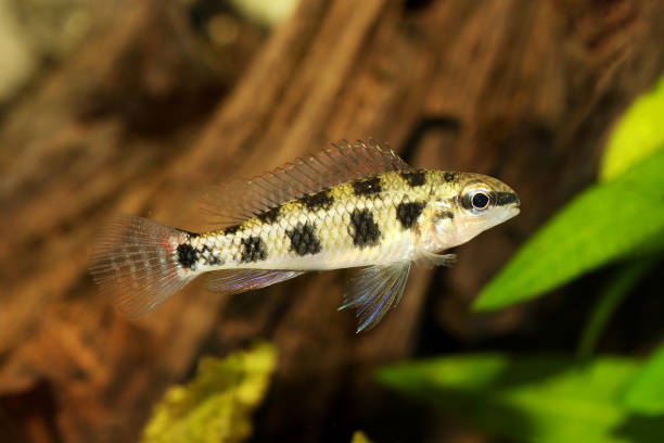 Checkerboard Cichlid Dicrossus filamentosus aquarium fish dwarf cichlid Checkerboard Cichlid Dicrossus filamentosus aquarium fish dwarf cichlid blue ram fish stock pictures, royalty-free photos & images