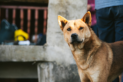 Thai dog staring at nearby view in the Akha village of Maejantai on the hill in Chiangmai, Thailand.