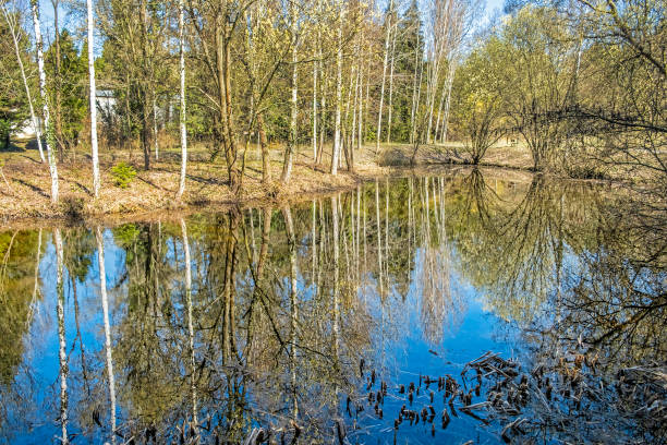 istock Birch trees are reflected in the lake 1140400199
