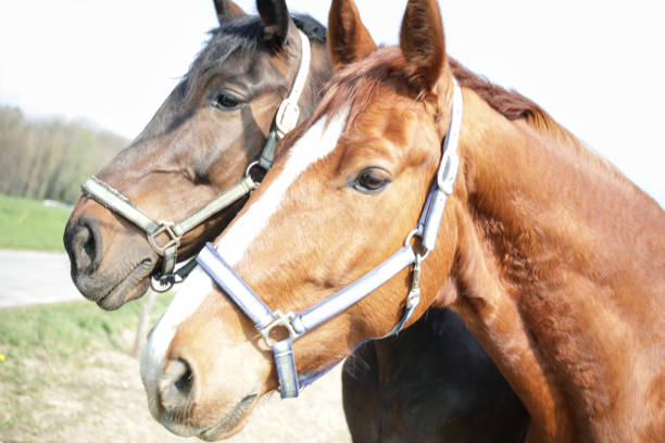 istock Black and Brown Horses 1140400315
