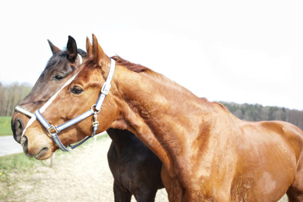 istock Black and Brown Horses 1140400825