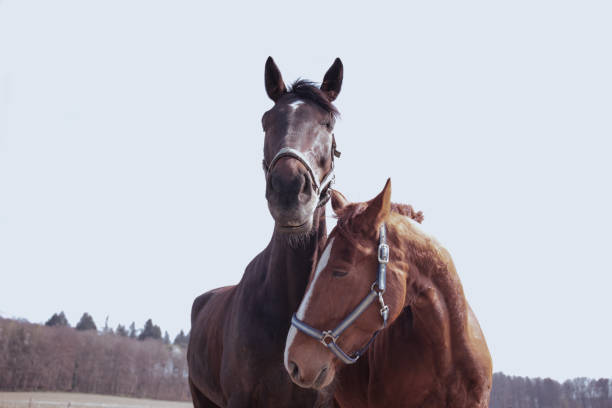 istock Horses Family 1140400885