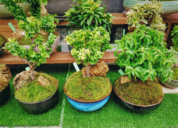 istock Rows of Decorative Fresh Small Green Plants in Bowls 1140402162