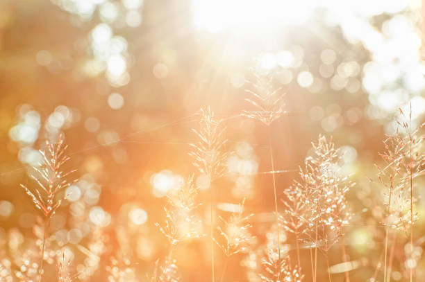 istock Bright sunrise shining through a forest on wild flowers and cobweb. 1140403026