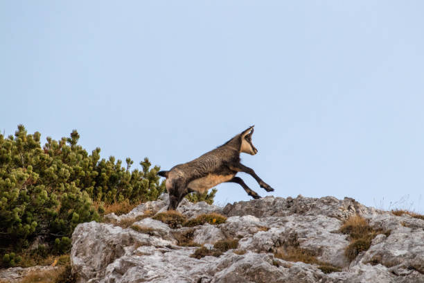 istock chamois jumping in the mountains 1140405350