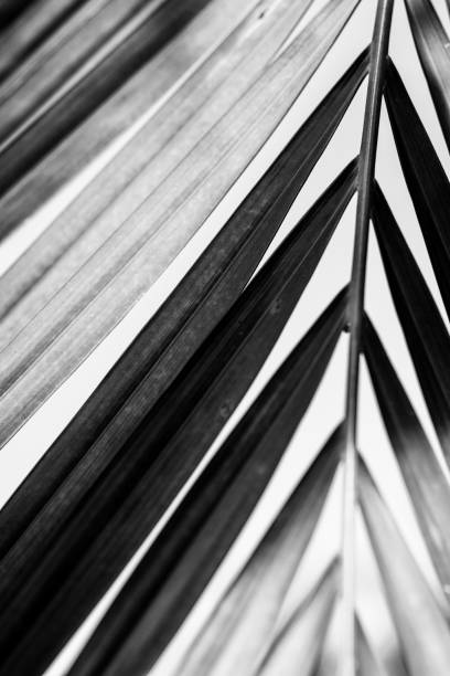 istock Coconut palm tree foliage under sky. Vintage background. Black and white soft focus. 1140405410