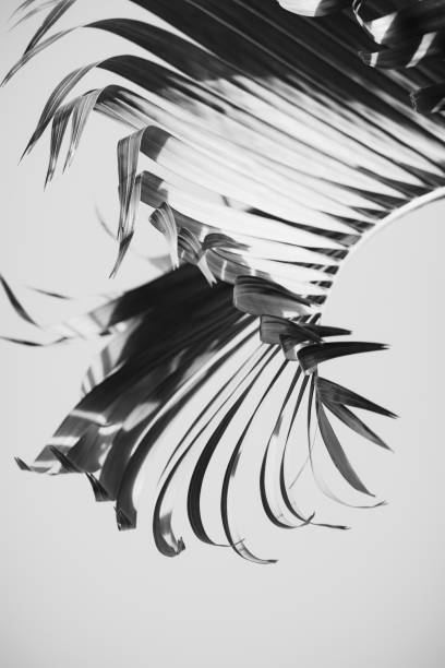 istock Coconut palm tree foliage under sky. Vintage background. Black and white soft focus. 1140405429