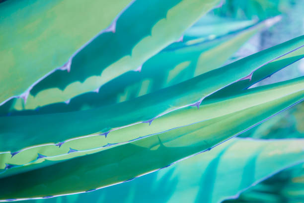 istock Green tropical plant background. 1140406328