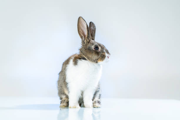 istock Cute little bunny rabbit on white blue background. Small white and gray rabbit isolated on white background. Easter symbol. Beautiful lovely pet. 1140408014