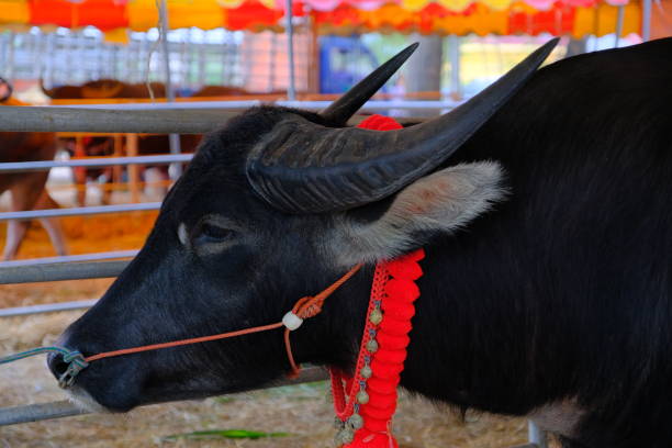 Buffalo livestock in Thailand