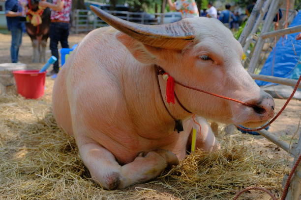 istock Asian Thai white buffalo 1140409379
