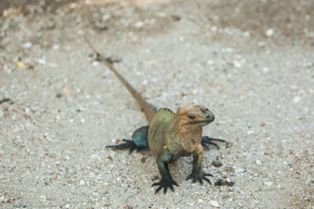 istock closeup green small lizard Iguana sits and looks 1140410409