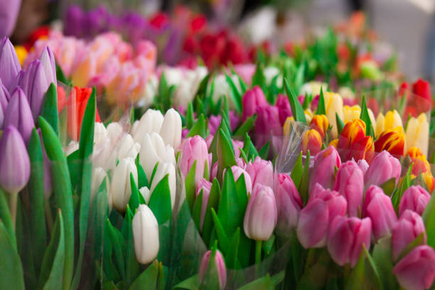 many tulips background.  bouquets of tulips in the market - fresh cut flowers imagens e fotografias de stock