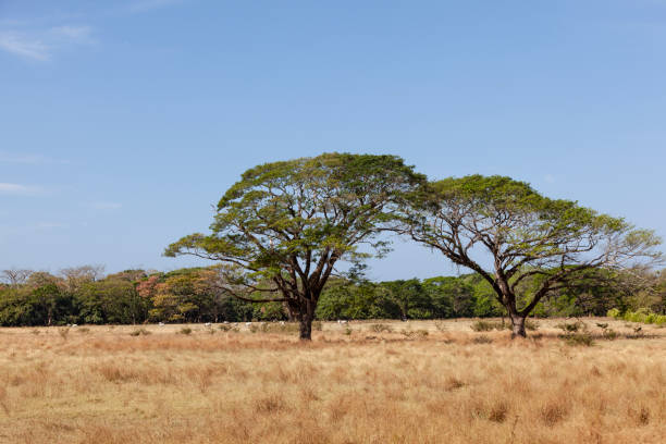 lonely guanacaste tree on pasture in costa rica, central america.
