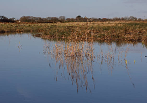 istock view over pond in drained marshland on conservation area 1140410799