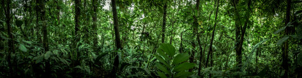 tropical rainforest panoram view, costa rica, latin america - monteverde cloud forest imagens e fotografias de stock