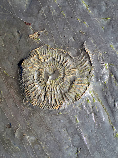 Kimmeridge Bay Ammonite fossil impression, embossed prehistoric remains in the Kimmeridge Shales rock strata on the waters edge shoreline near the sea of an ancient Jurassic Coast coastline and beaches of the south coast, Dorset, England, UK