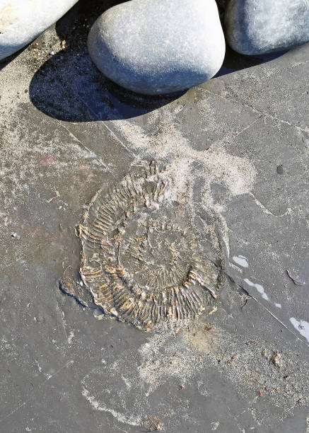 istock Ammonite and rocks, Kimmeridge Bay, Dorset, England, UK 1140412105