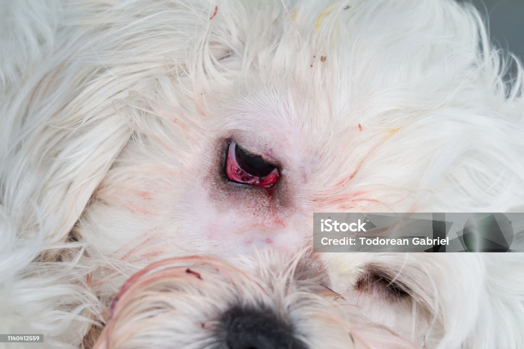 Eye Of A Dog After Cherry Eye Surgery Stock Photo - Download Image Now -  Animal, Animal Body Part, Animal Eye - iStock