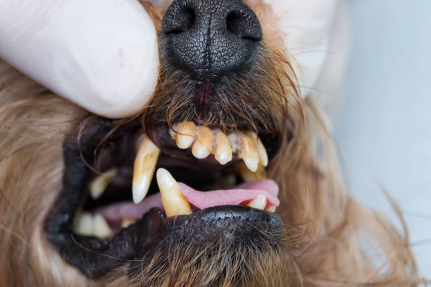istock Dog teeth with tartar and stinky mouth 1140413104