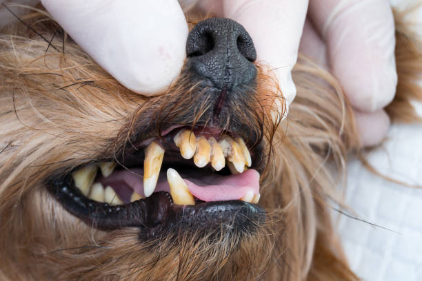 istock Dog teeth with tartar and stinky mouth 1140413119
