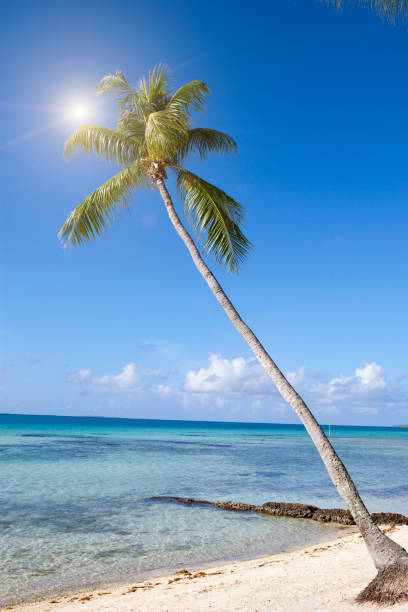 istock Bent palm tree over the sea 1140413553