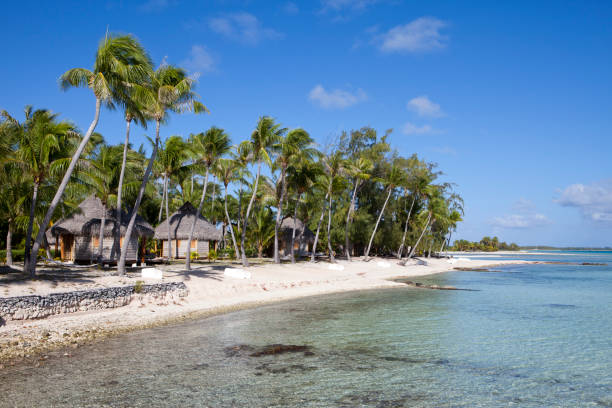istock Sandy coast of a bay and palm tree 1140413554