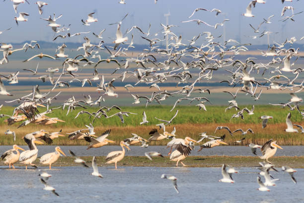 istock white pelicans and seagulls in flight 1140413589