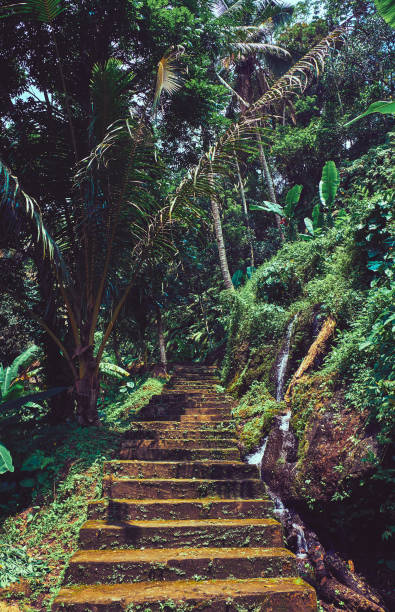 istock Road in the jungle forest.  Landscape in Bali. 1140413730