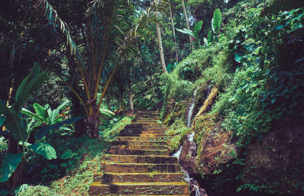 istock Road in the jungle forest.  Landscape in Bali. 1140413737