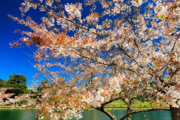 istock Sakura flowering, Japanese cherry trees 1140413755
