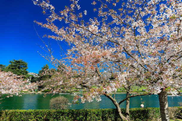 Hanami, Sakura flowering, Japanese cherry trees.\