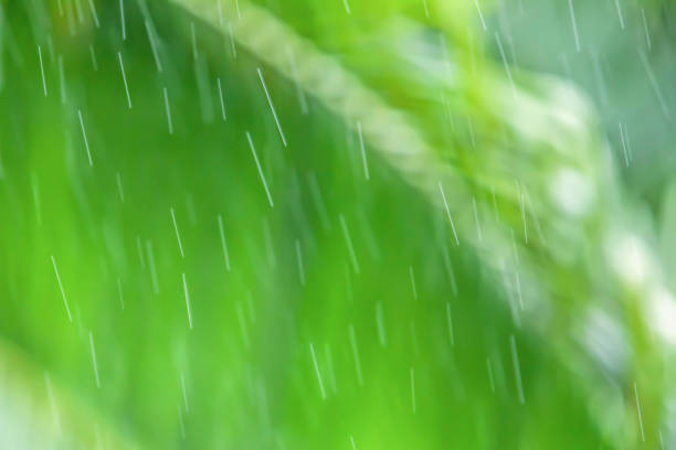 istock Gently transparent rain drops falling, blurred palm leaves backgrounds. 1140413899
