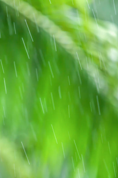 istock Gently transparent rain drops falling, blurred palm leaves backgrounds. 1140414003