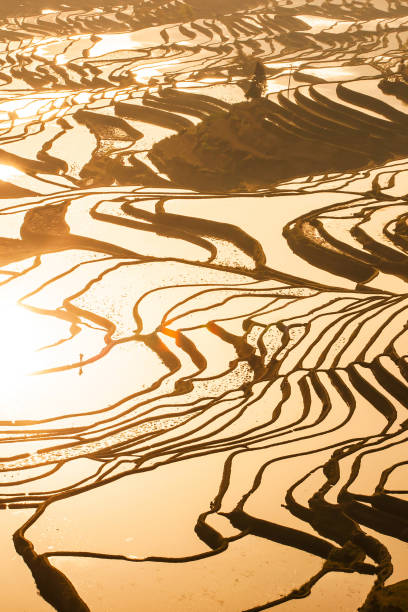 aerial stunning view of yuanyang rice terraces at sunrise. - hani imagens e fotografias de stock