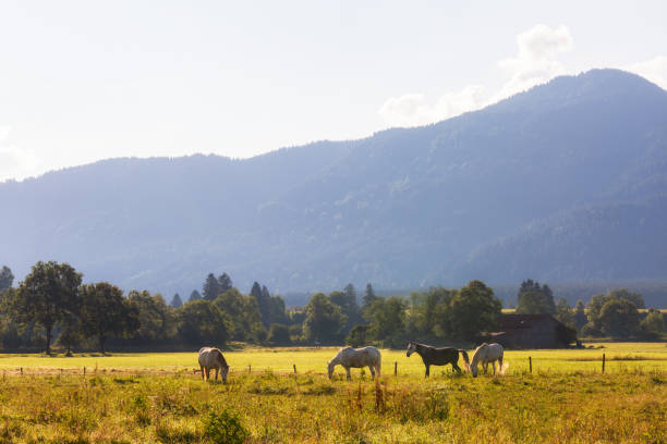 istock Beautiful summer morning landscape with horses on foreground, Germany 1140415112