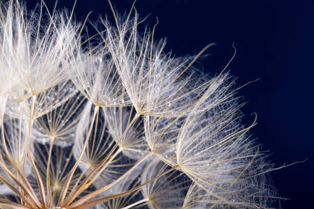 foto macro de semillas de diente de león con gotas de agua - dandelion water flower abstract fotografías e imágenes de stock