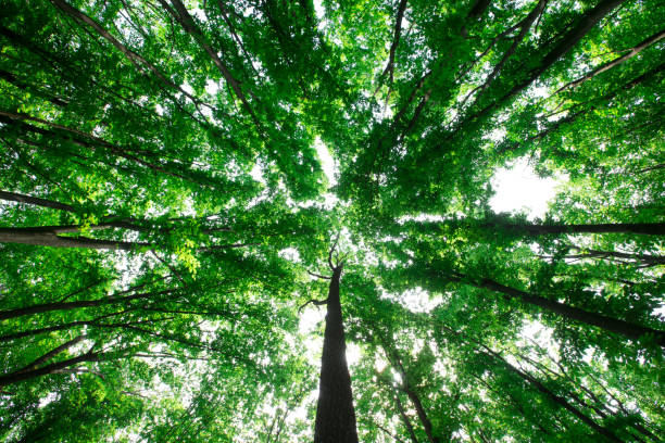 istock forest trees. nature green wood sunlight backgrounds 1140415170