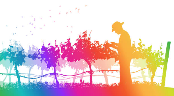 Agriculture Grapes Rainbow Wine maker looking at some grapes in the vineyard.  Rainbow coloured silhouette illustration wine and oenology graphic stock illustrations