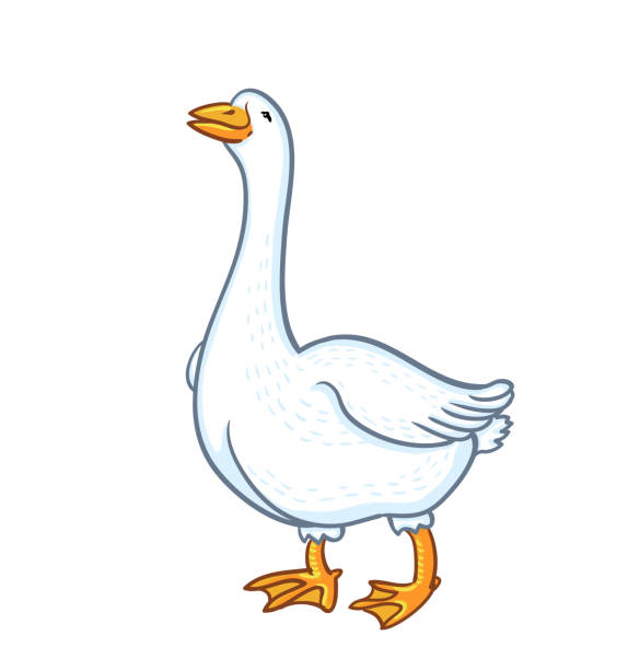ilustraciones, imágenes clip art, dibujos animados e iconos de stock de ganso blanco aislado sobre fondo blanco. cartoon funny goose - ánsar