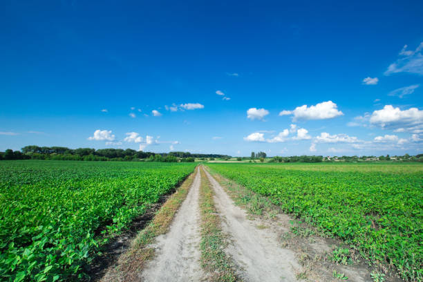 istock field of grass and perfect sky 1140416694