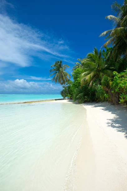istock Maldives island with white sandy beach and sea 1140416702