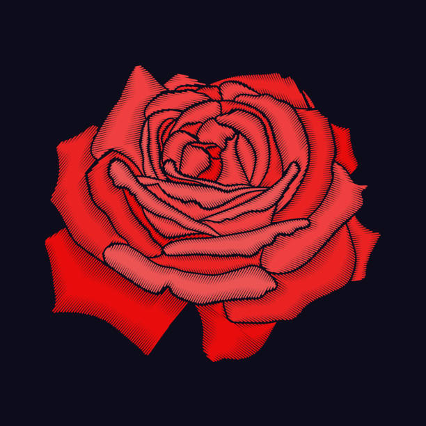159 Red Rose Black Background Illustrations & Clip Art - iStock | Red roses
