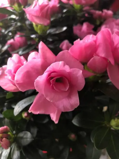 Pink rose buds