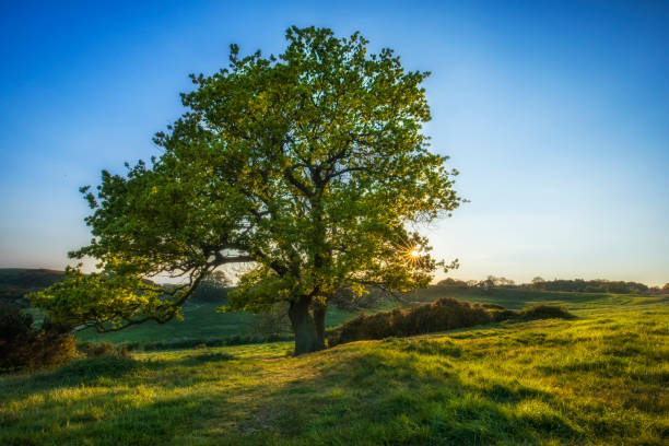 istock Lonely tree - sunset, Essex, UK 2017 1140419193