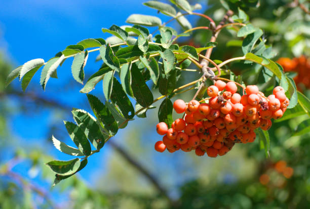 istock ashberry at dry sunny summer day 1140419205
